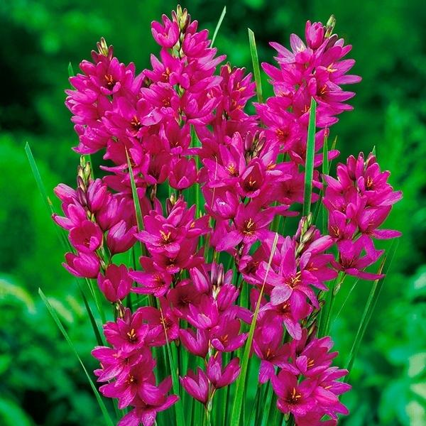 安い球根 イキシアの通販商品を比較 ショッピング情報のオークファン