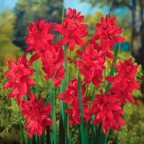 安い球根 イキシアの通販商品を比較 ショッピング情報のオークファン