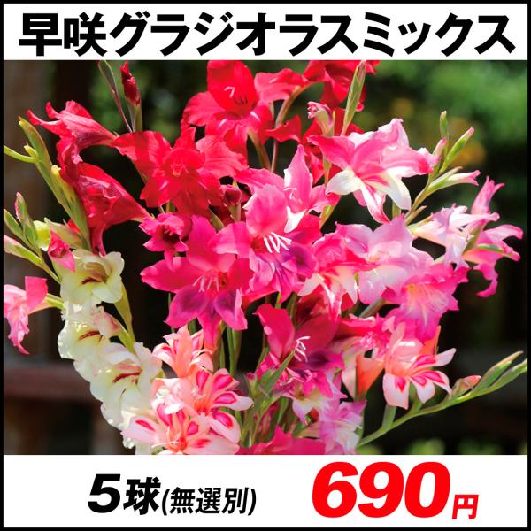 球根 グラジオラスの人気商品 通販 価格比較 価格 Com