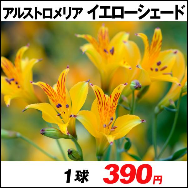 球根 アルストロメリアの人気商品 通販 価格比較 価格 Com