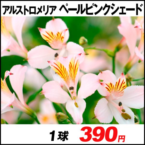 ガーデニング シェード 球根の人気商品 通販 価格比較 価格 Com