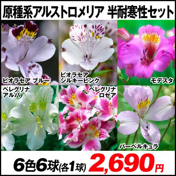 球根 セットの人気商品 通販 価格比較 価格 Com