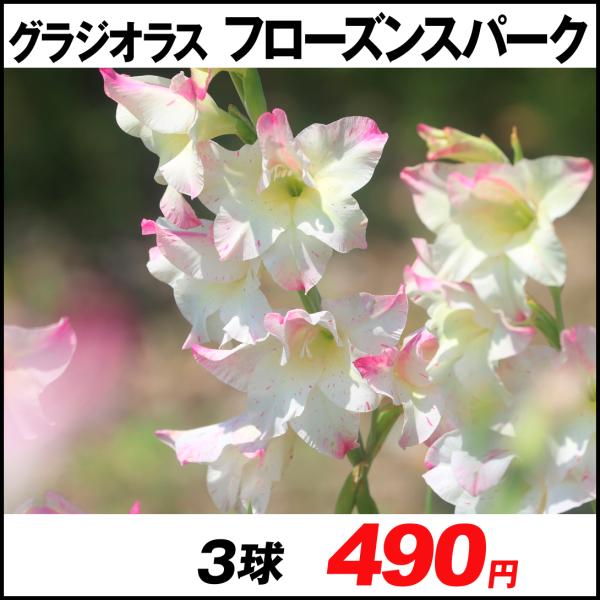球根 グラジオラス 球根の人気商品 通販 価格比較 価格 Com