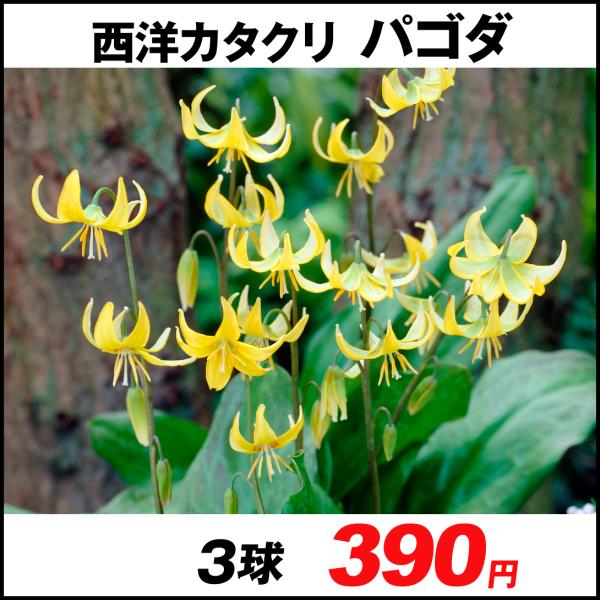 西洋カタクリ 球根 パゴダ 3球 西洋カタクリの花 西洋カタクリの球根 秋植え球根 21n P0 0115 花と緑 国華園 通販 Yahoo ショッピング