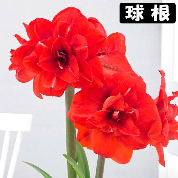 ●学名・英名：Hippeastrum Double King●商品情報：2月から5月に咲くアマリリスの球根。迫力満点の赤花八重咲きアマリリスです。球根の上部３分の１程度出るくらいの浅さで鉢に植え付けます。水をやると成長がスタート! ●お届け...