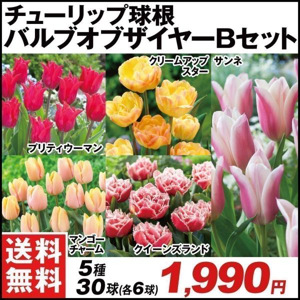 球根 チューリップ 送料無料の人気商品 通販 価格比較 価格 Com