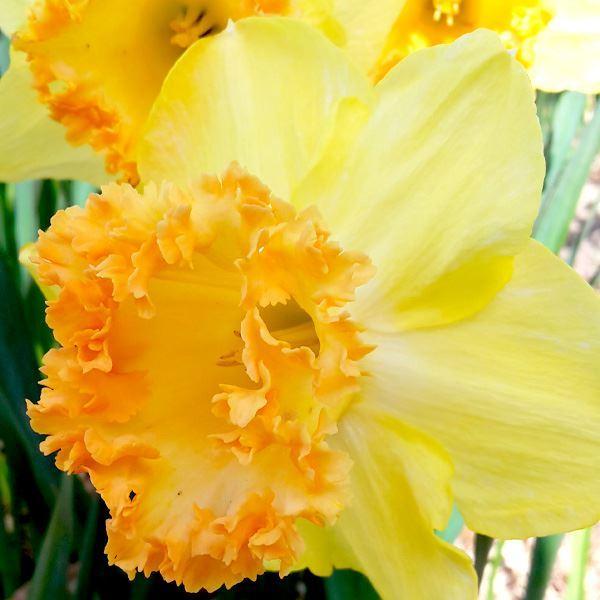 スイセン 球根の人気商品 通販 価格比較 価格 Com