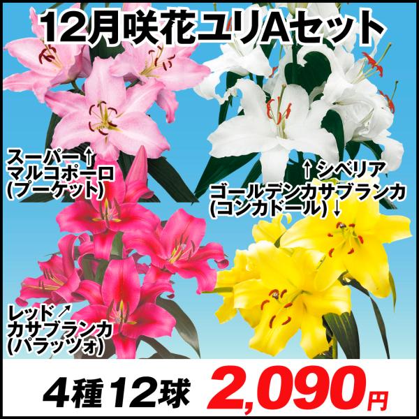 カサブランカ 球根 みんな探してる人気モノ カサブランカ 球根