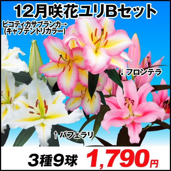 ユリ 球根 オリエンタルリリー 12月咲花ゆりbセット 3種9球 花ユリ 百合 ユリの球根 21n P1 0047 花と緑 国華園 通販 Yahoo ショッピング