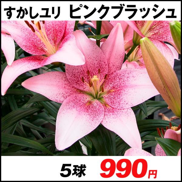 ユリ ピンク 球根の人気商品 通販 価格比較 価格 Com