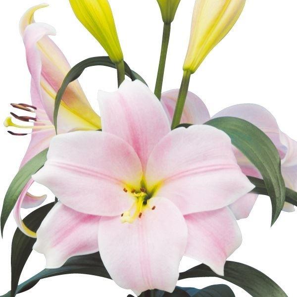 ●学名・英名：Lilium Cali●商品情報：良い香りがする。優しい桃色が切花に最適の大輪鉄砲ゆり。●お届け状態：球根●開花期：6月●草丈：中(80-120cm)●耐寒性：強●日照：日なた・半日陰●栽培適地：庭・鉢・切花●注意事項：※商品...