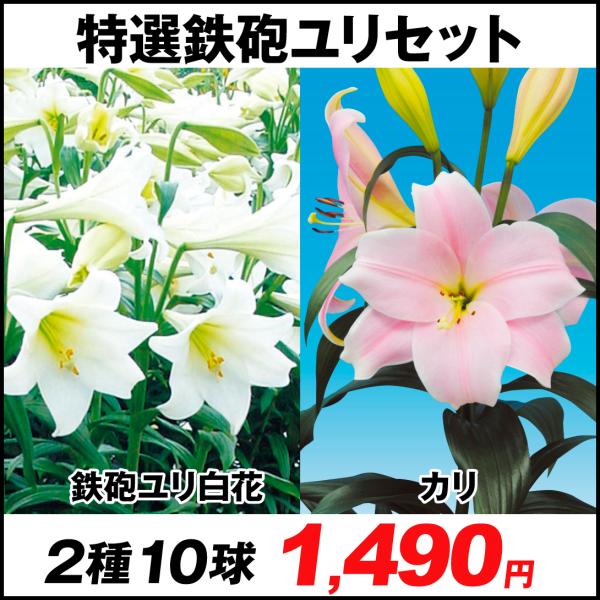 ユリ 種の人気商品 通販 価格比較 価格 Com