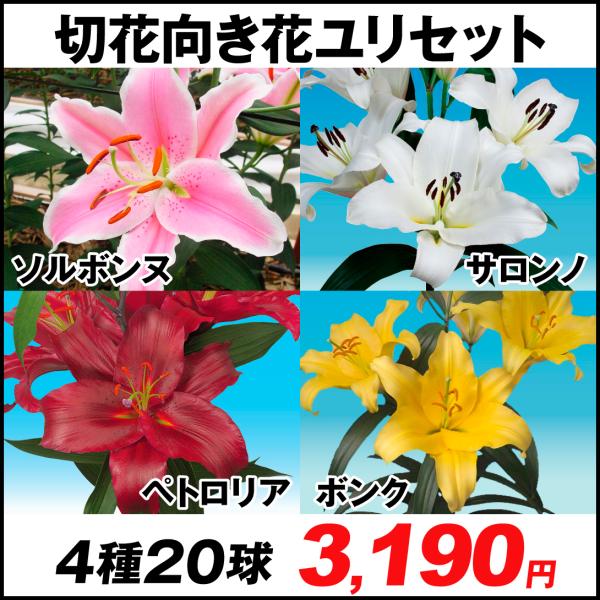 全巻購入特典付 Chika様確認用 オリエンタルユリ ソルボンヌ13本 偉大な ハンドメイド 日用品 インテリア Www Roe Solca Ec