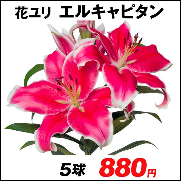 オリエンタルリリー 球根の人気商品 通販 価格比較 価格 Com