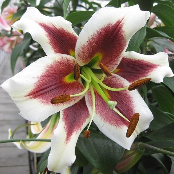 オリエンタルリリー 球根の人気商品 通販 価格比較 価格 Com