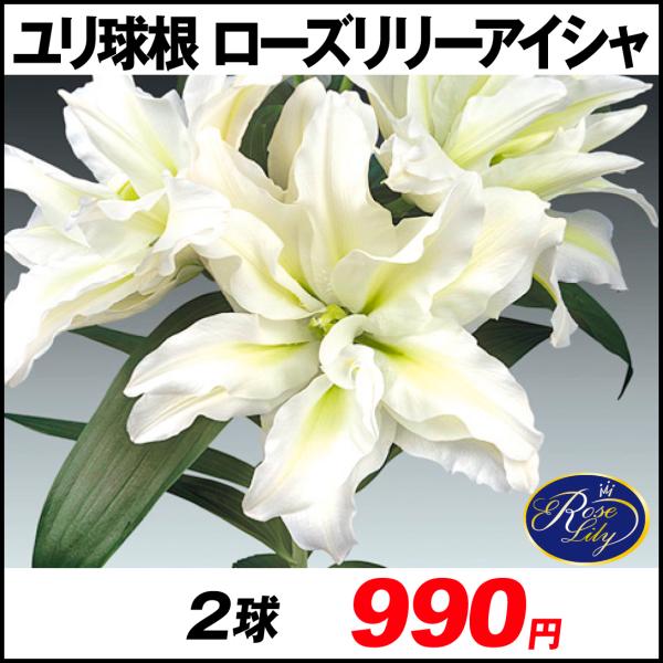 ユリ 八重咲 球根 ローズリリーアイシャ 2球 花ユリ 百合 ユリの球根 21n P1 0119 花と緑 国華園 通販 Yahoo ショッピング