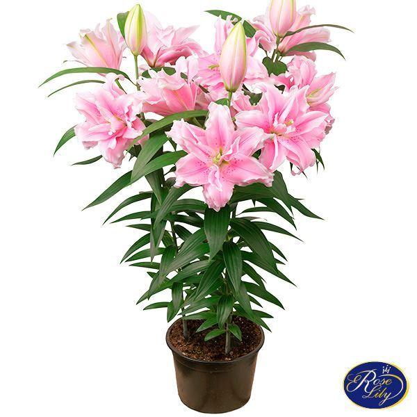 ユリ 鉢 農業資材 ガーデニング用品の人気商品 通販 価格比較 価格 Com