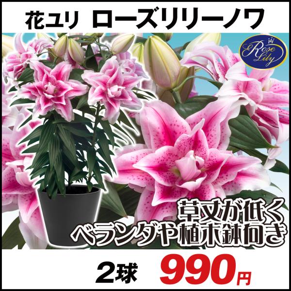ユリ 鉢 球根の人気商品 通販 価格比較 価格 Com