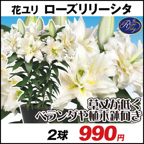 ユリ 鉢 農業資材 ガーデニング用品の人気商品 通販 価格比較 価格 Com