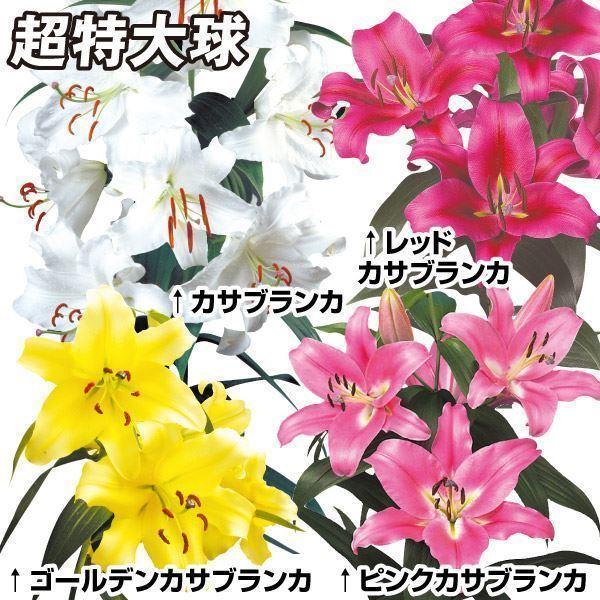 ユリ オリエンタルリリー 球根 超特大球大人気カサブランカセット 4種8球 花ユリ 百合 ユリの球根 21n P1 0135 花と緑 国華園 通販 Yahoo ショッピング