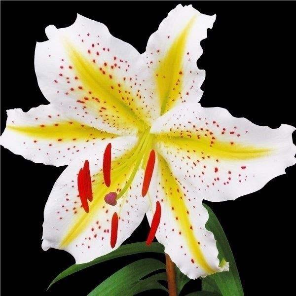 ●学名・英名：Lilium auratum●商品情報：とりわけ強い芳香を放ち、圧倒的迫力を持って雄大に咲き誇る巨大輪ゆり。白地の花弁に黄色のスジと赤褐色の斑点が入る花姿は、見る者すべてを魅了します。●お届け状態：球根●開花期：7月●草丈：1...