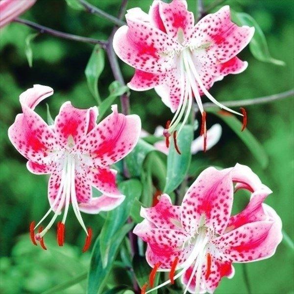 ●学名・英名：Lilium speciosum●商品情報：ユリの中で最も遅い8月に咲く、育てやすい原種ユリ! 鹿の子絞りを思わせる花弁の模様が名前の由来です。花形の美しさから世界中で愛されており、丈夫なので多くのユリの交配親となっています。...