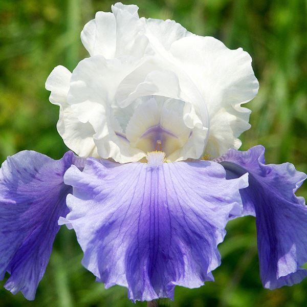 ジャーマンアイリス 裸苗 ステアウェイトゥーヘブン 1株 21n P1 0177 花と緑 国華園 通販 Yahoo ショッピング