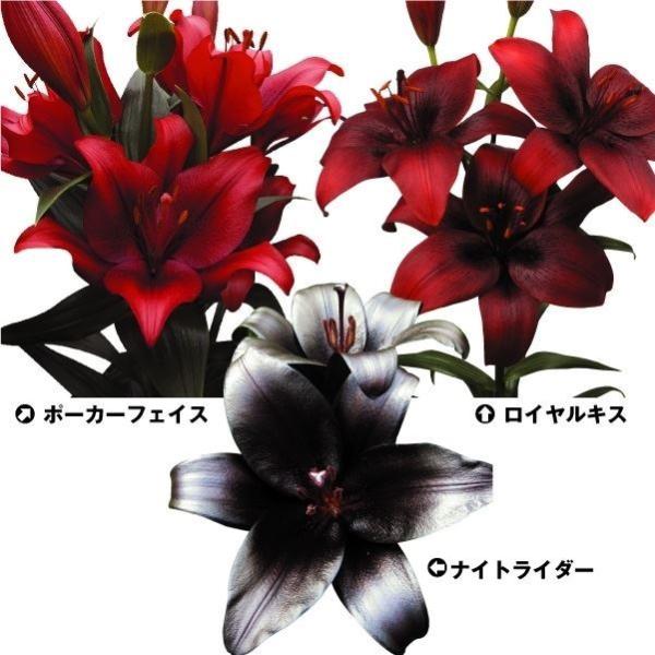 球根 ユリの人気商品 通販 価格比較 価格 Com