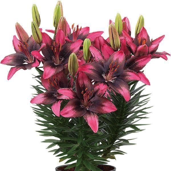 ユリ 鉢 農業資材 ガーデニング用品の人気商品 通販 価格比較 価格 Com