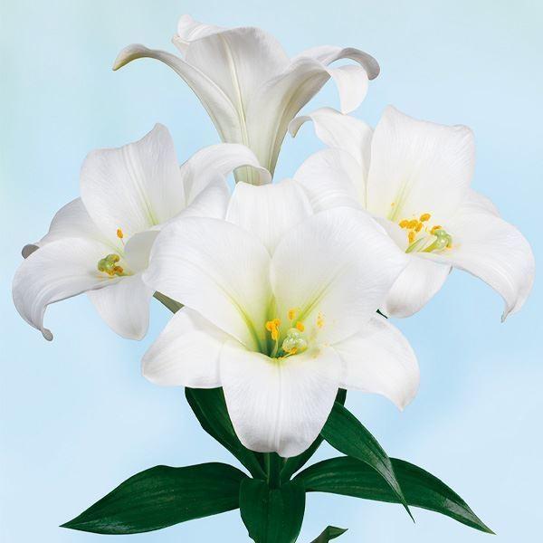 ユリ 切花の人気商品 通販 価格比較 価格 Com
