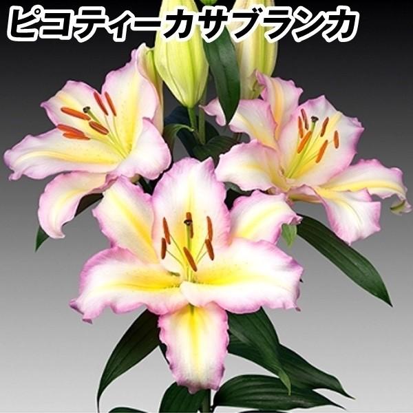 花ユリ 球根 ピコティカサブランカ キャプテントリカラー 100球 21n P1 0311 花と緑 国華園 通販 Yahoo ショッピング