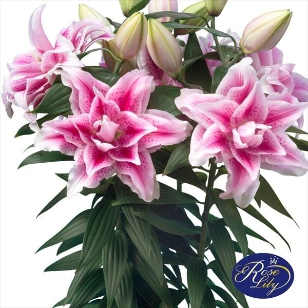 ベランダ 鉢植え向きユリ 球根 ローズリリーノワ 12球 21n P1 0337 花と緑 国華園 通販 Yahoo ショッピング