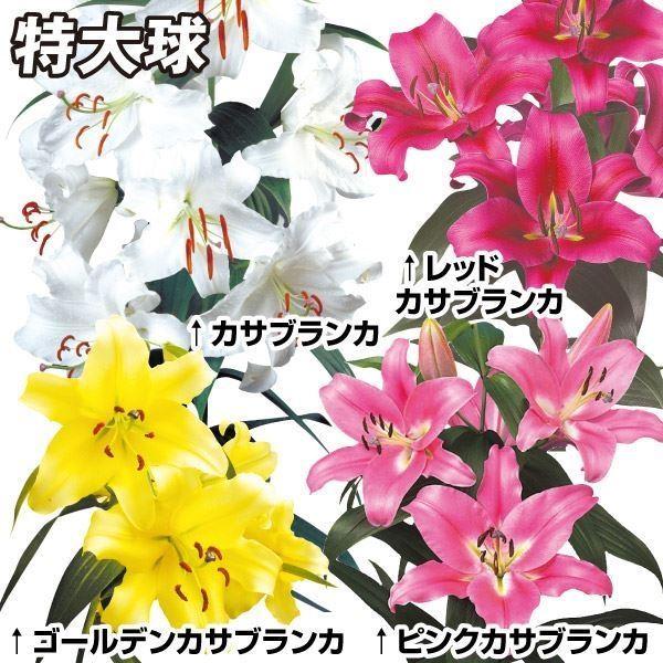 ユリ カサブランカ 球根の人気商品 通販 価格比較 価格 Com