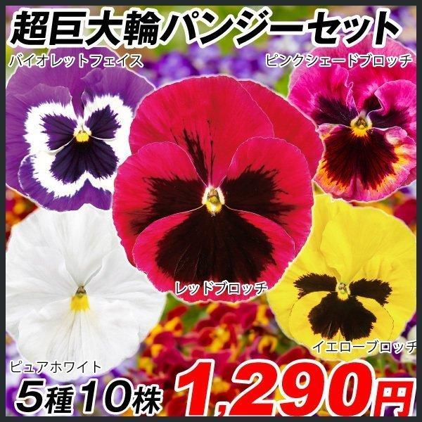 パンジー 苗の人気商品 通販 価格比較 価格 Com