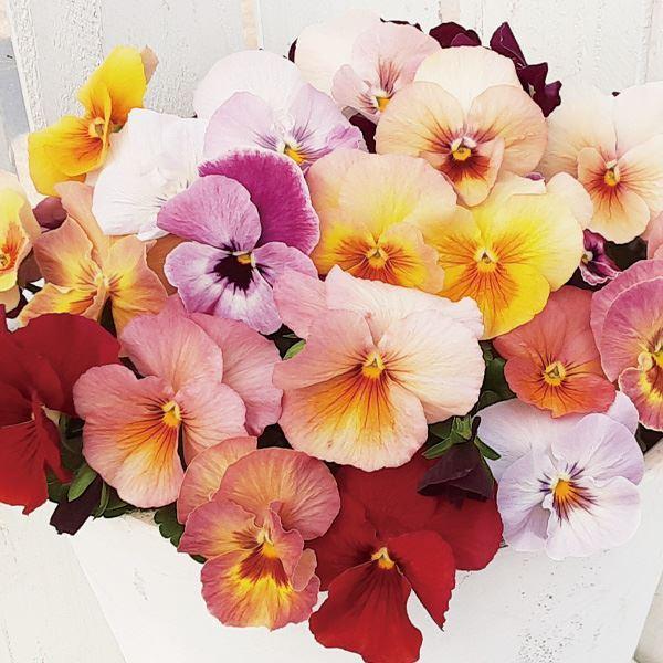 苗 パンジー 花苗の人気商品 通販 価格比較 価格 Com