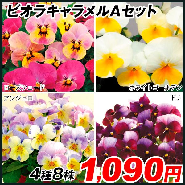 花 苗 ビオラの価格と最安値 おすすめ通販を激安で