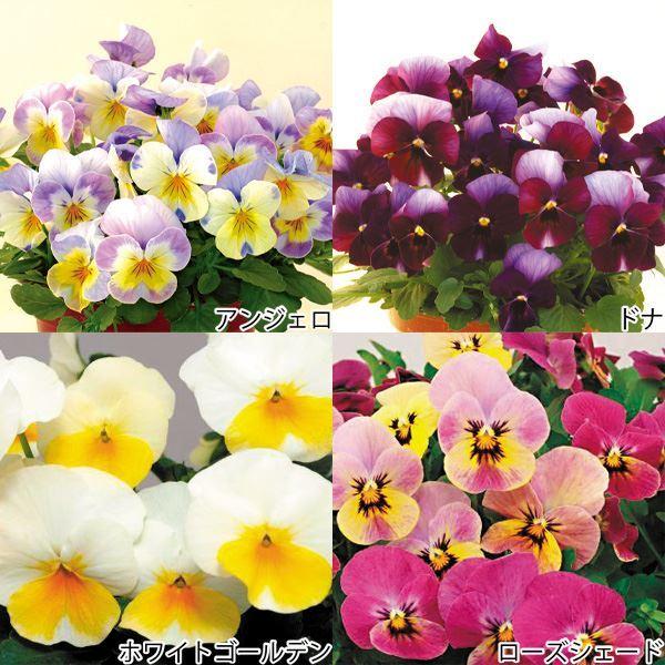 ビオラ 苗 キャラメルaセット 4種16株 ビオラ 苗の苗 ビオラ 苗の花 花苗 21n P2 0023 花と緑 国華園 通販 Yahoo ショッピング