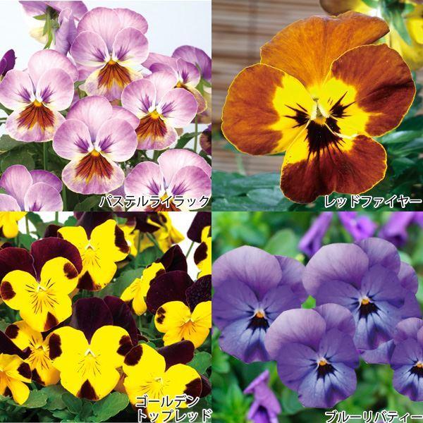 ビオラ 苗 キャラメルbセット 4種8株 ビオラ 苗の苗 ビオラ 苗の花 花苗 21n P2 0024 花と緑 国華園 通販 Yahoo ショッピング