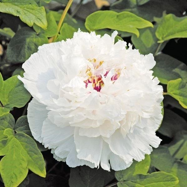 花と緑 国華園 芍薬 牡丹 花木 Yahoo ショッピング