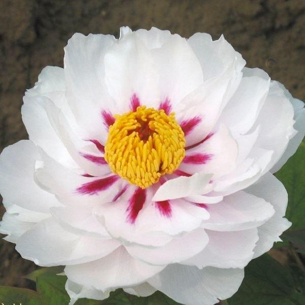 ●商品情報：純白の花弁と黄色の雄しべが美しい!人気の牡丹。中輪花。●お届け状態：2〜3芽付き素掘苗●分類：落葉樹●開花期：4〜5月●生長後の樹高（約）：50〜100cm●日照：日なた・半日陰●耐寒性：強●栽培適地：庭・鉢・切花●備考：開花ま...