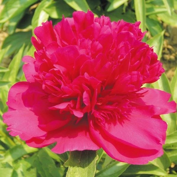 苗 芍薬の人気商品 通販 価格比較 価格 Com