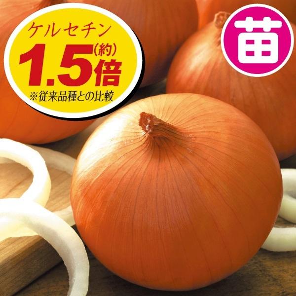 玉ねぎ苗の通販 価格比較 価格 Com