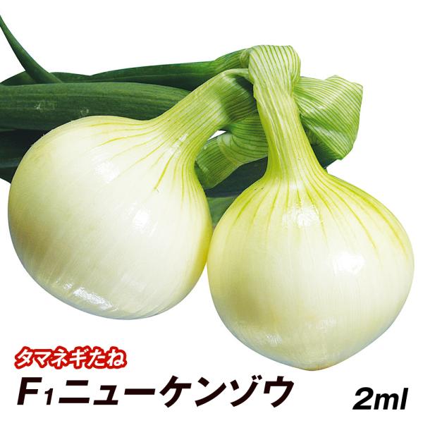 種 野菜たね タマネギ （超極早生）F1ニューケンゾウ 1袋（2ml） 玉葱