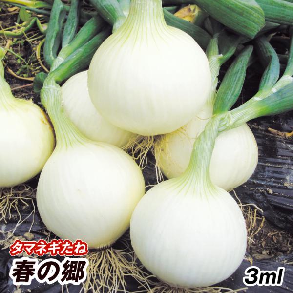 タマネギ 種 野菜たね 春の郷 1袋 3ml 野菜のタネ 野菜 種子 タマネギの種 タマネギ 玉葱 玉ねぎ たまねぎ タネ Ytc01 国華園 21n P6 0003 花と緑 国華園 通販 Yahoo ショッピング