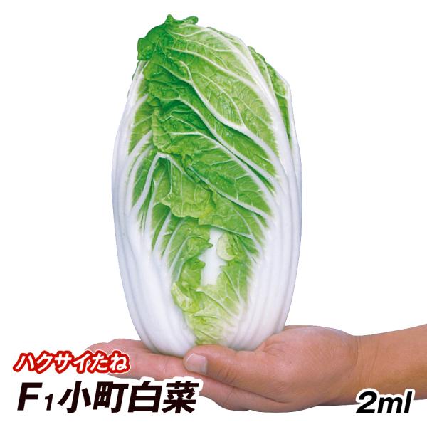 玉の白菜 kokkaen_2021n-p6-0005