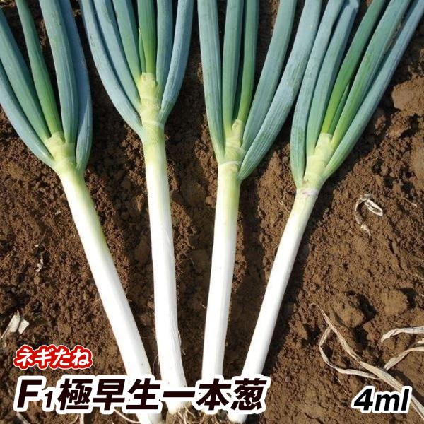 kokkaen_2021n-p6-0012