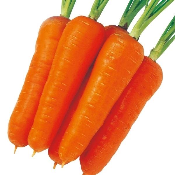 ニンジン 人参 にんじん タネ F1秋冬人参 1袋 4ml 種 野菜たね Ytc24 21n P6 0017 花と緑 国華園 通販 Yahoo ショッピング