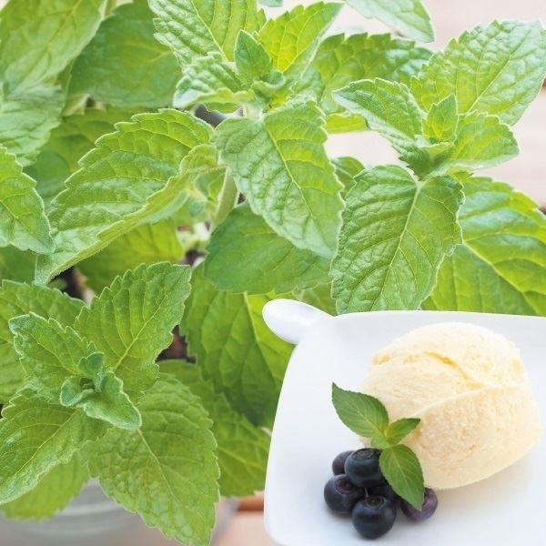 ハーブ 種 野菜たね ペパーミント 1袋 0 2ml 野菜のタネ 野菜 種子 ハーブの種 タネ Ytc73 国華園 21n P6 0022 花と緑 国華園 通販 Yahoo ショッピング