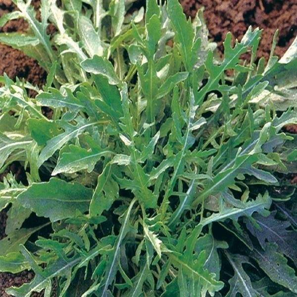 種 ハーブの人気商品 通販 価格比較 価格 Com