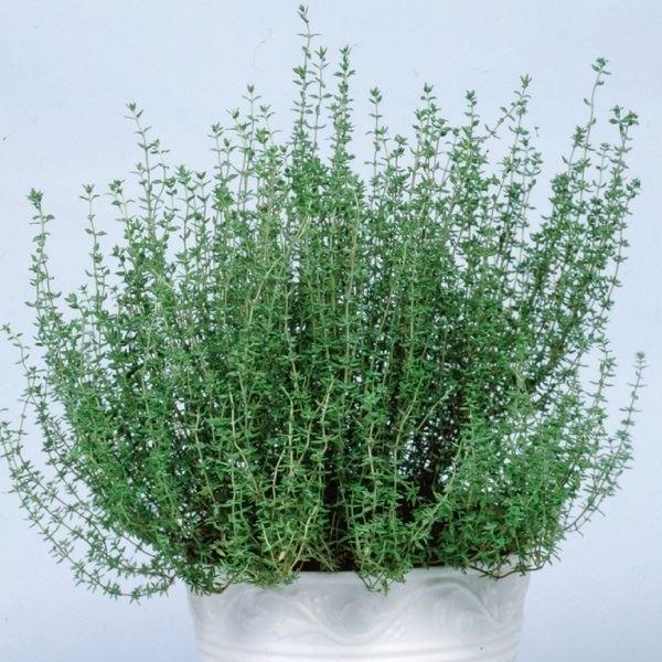 ハーブ 種 野菜たね コモンタイム 1袋 0 2ml 野菜のタネ 野菜 種子 ハーブの種 タネ Ytc73 国華園 21n P6 0029 花と緑 国華園 通販 Yahoo ショッピング